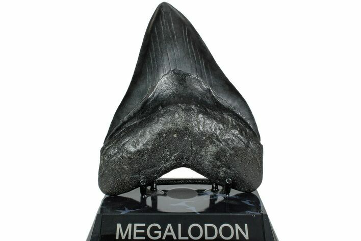 Fossil Megalodon Tooth - South Carolina #236060